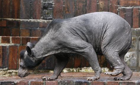 bear without fur